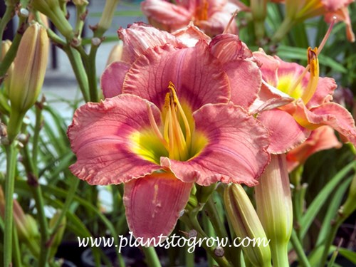 Daylily Elegant Candy
25 inches tall
4.25 inch flower
pink with red eyezone and green throat
early-midseason
rebloom
tetraploid, dormant
(Stamile, 1995)